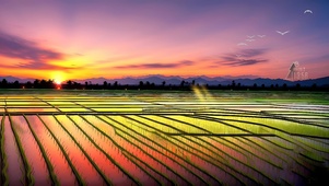 夕阳下的稻田