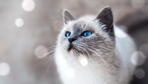 可爱蓝眼猫咪