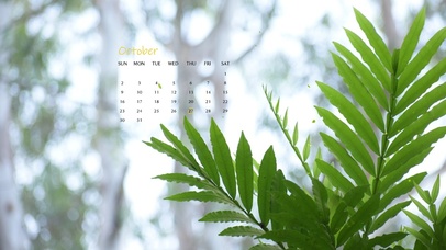 4k清新绿植桌面