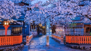 樱花街道