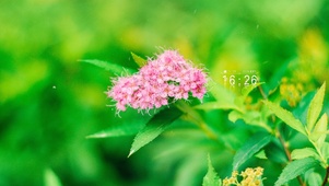 春天鲜花盛开