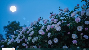月下蔷薇主题