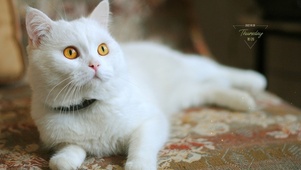 小猫咪呀