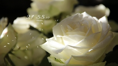 4k清新唯美花桌面