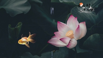 水墨风荷花静心