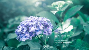 雨天绣球花