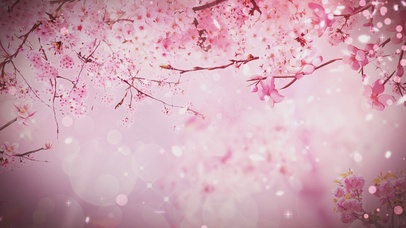 唯美粉色樱花飘落