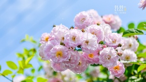 唯美樱花