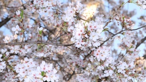 4k 春天桃花朵朵开