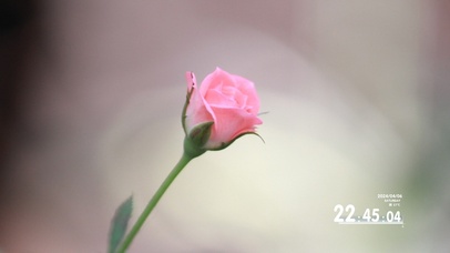 【横屏动态】花朵