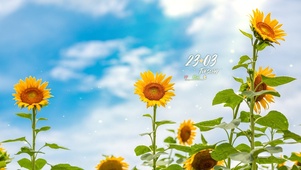 4K 清新唯美阳光向日葵