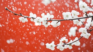 雪中梅