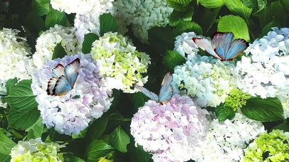 护眼小清新绣球花