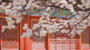 4K古典门窗梨花落
