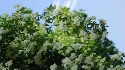 4k 治愈护眼阳光鲜花