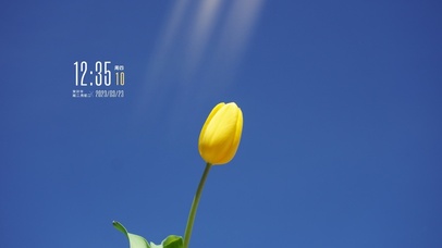 阳光清新郁金香桌面