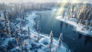 冬季冰雪针树林