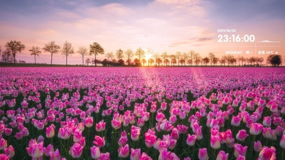 唯美治愈夕阳郁金香