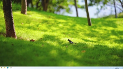 唯美阳光照射下草坪上小鸟