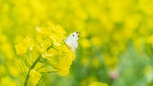 春分油菜花