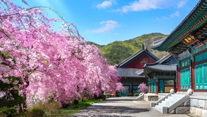 4k山神庙外樱花