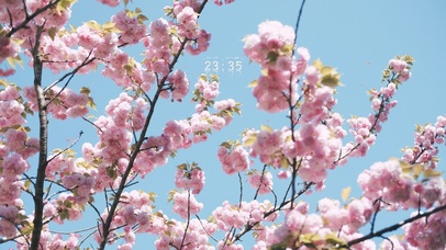 唯美樱花治愈养眼