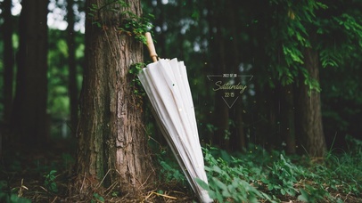 4K 治愈护眼雨天森林