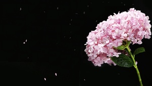 繁花似锦