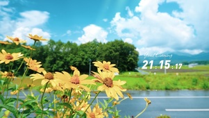 4k小清新小花