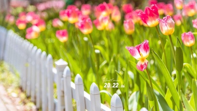 6K春天的郁金香