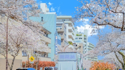 4K唯美治愈日系樱花街道