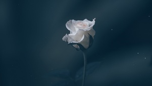白玫瑰