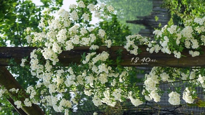 清新治愈白木香花