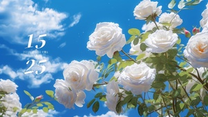 唯美蓝天白色鲜花