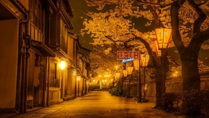 日系夜晚街道樱花