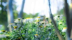 4K唯美治愈小清新雏菊