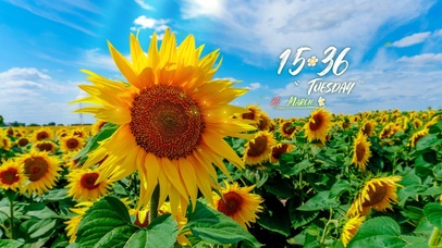 简约清新系向日葵壁纸