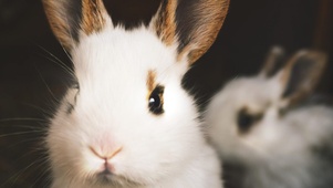 兔兔那么可爱