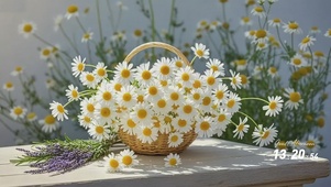 夏季小邹菊