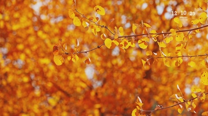4K实拍金黄的秋日