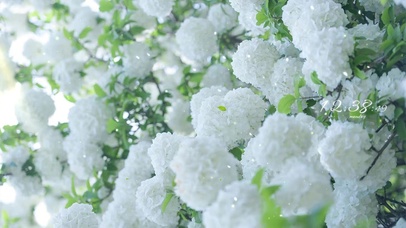 治愈唯美绣球花