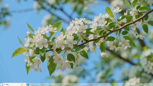 春天的樱花