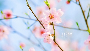 4k清新粉嫩桃花