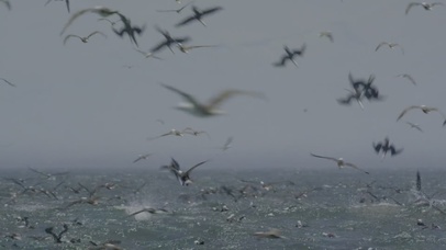 密集恐惧症慎入