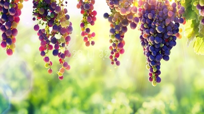 沐浴阳光的葡萄