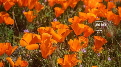 4k阳光温暖花卉桌面