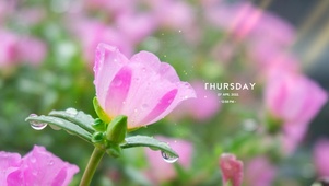 唯美雨天鲜花