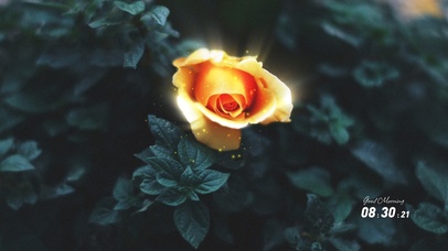 唯美治愈香槟玫瑰