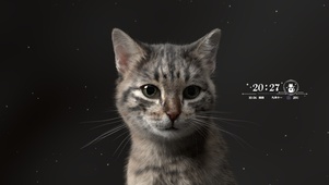 呆萌的猫咪