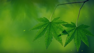 雨天绿色护眼